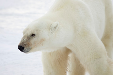 Obraz na płótnie Canvas Polar bear profile