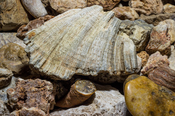 A collection of fossilized fossil sponges and corals. Kaluzhskiy region, Russia. Carboniferous period