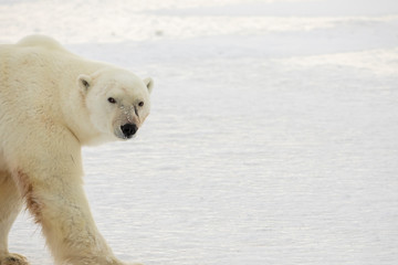 Obraz na płótnie Canvas Polar bear on ice