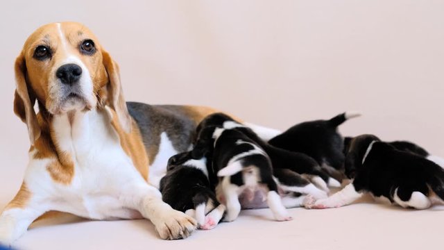 Adult beagle hound with its cute puppies