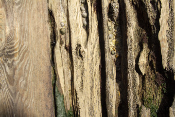 Driftwood texture