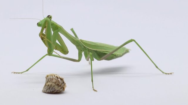 Praying Mantis with Ooth