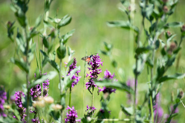 butterfly on a purple wild flower in a meadow