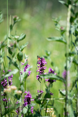 butterfly on a purple wild flower in a meadow