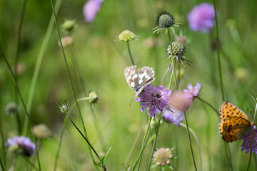 butterfly on a flower in the wild flower field