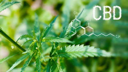 Marijuana plant flourishing in outdoor sunshine. CBD - Cannabis Formula. Structural model of cannabidiol molecule. Medicinal cannabis. Grow hemp for CBD