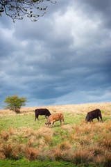 Fototapeta na wymiar Cows grazing in meadows of the Peak District in Derbyshire