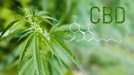 Marijuana plant flourishing in outdoor sunshine. CBD - Cannabis Formula. Structural model of cannabidiol molecule. Medicinal cannabis. Grow hemp for CBD