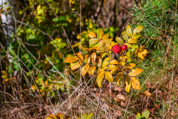Red rose hip on branch with yellow leaves. - 304231136