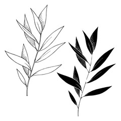 Fototapeta premium Vector Eucalyptus leaves branch. Black and white engraved ink art. Isolated branches illustration element.