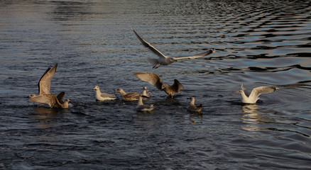 Fototapeta premium Seagulls, fishing