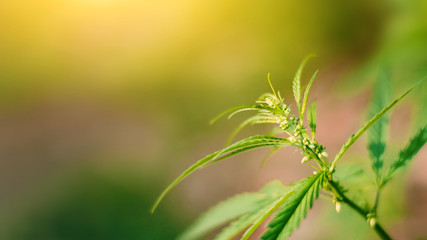 Concept breeding of marijuana, cannabis, legalization, herbal alternative medicine, CBD oil.Marijuana plants flourishing in outdoor sunshine. Cannabis plant is grown commercially for hemp production
