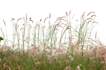 Fototapety  Reeds of grass isolated and white background.