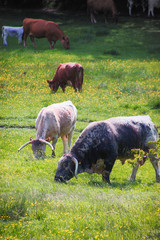 Cows grazing in meadows of the Peak District in Derbyshire