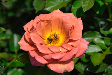 Peach colored rose with bees