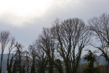 Fototapeta na wymiar group of trees in back light with many ivy trees on a cloudy rainy november day