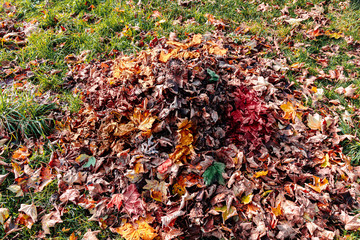 brown red autumn pile on a green meadow vibrant colors
