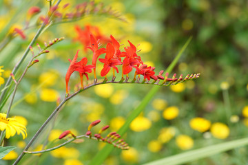 ヒメヒオウギスイセン