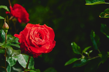 Red rose flower, with drops of water after rain on the petals, blooms against the background of blurry red rose flowers in a flowering summer rose garden.