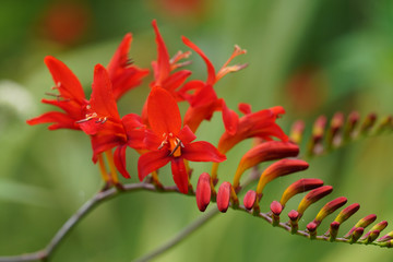 ヒメヒオウギスイセン