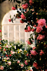 Roses in the orangery not edited