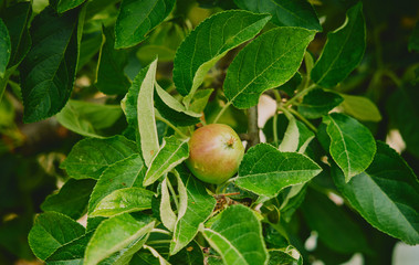 Ripe pears on a branch with leaves on the tree before harvesting
