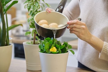 Natural fertilizer water after boiling eggs, woman watering plant in pot