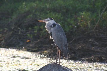 Bird on the bank of the Nile