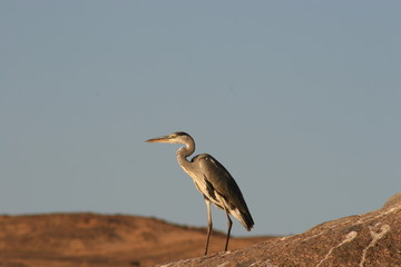Bird on the bank of the Nile