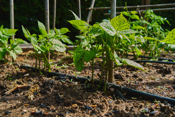 Planting of green beans in the orchard.Cultivation of organic vegetables for domestic use