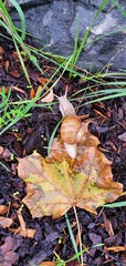 Snail on the natural surface with earth and leaf in autumn forest.