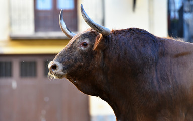 toro con gradnes cuernos
