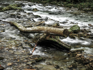 View on a tree log at the Vintgar Gorge waterfall in Slovenia