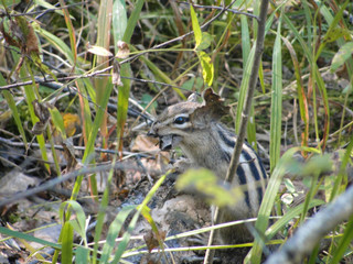 Siberian chipmunk, or common chipmunk eating some food in the grass in forest of Siberia. Funny standing Eutamias sibiricus rodent in summer. Wildlife and nature. Macro and closeup.