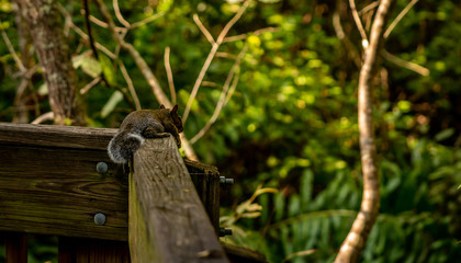 Some of the many animals you will see as you walk the trails of Sawgrass Lake Park in West Central Florida.