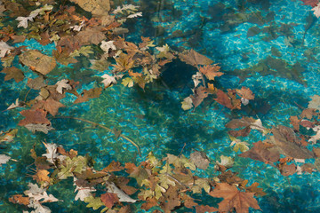 Maple leaves floating on the pool water