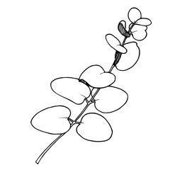 Vector Eucalyptus leaves branch. Black and white engraved ink art. Isolated branches illustration element.