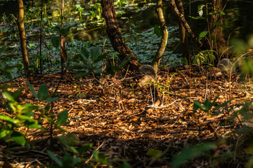 Some of the many animals you will see as you walk the trails of Sawgrass Lake Park in West Central Florida.