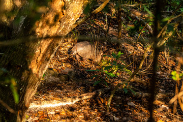 Some of the many animals you will see as you walk the trails of Sawgrass Lake Park in West Central Florida.