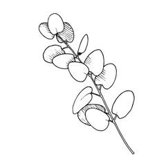 Vector Eucalyptus leaves branch. Black and white engraved ink art. Isolated branches illustration element.