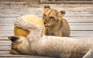 Two Adorable Young Lions Playing with Yellow Ball on Wooden Floor in ZOO