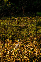 Some of the many animals you will see as you walk the trails of Sawgrass Lake Park in West Central Florida.
