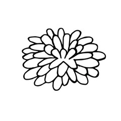 Cute single hand drawn flower aster element. Doodle vector illustration for wedding design, logo and greeting card and decor. Isolated illustration on white.
