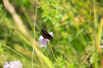 butterfly on a flower in a field