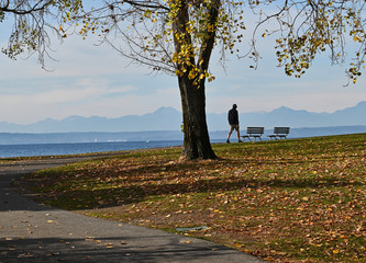 Walker along Shore Near Benches in Autumn with View of Olympic Mountains from Myrtle Edwards Park Seattle Washington