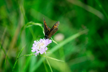 Fototapeta premium butterfly on a flower in a field