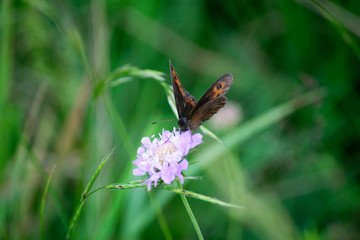 butterfly on a flower in a field
