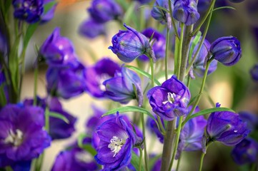 The Purple Spirit Flower