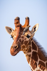 Close-up of a red-billed oxpecker sitting on the head of a reticulated giraffe, squawking into his ear. Kenya, Africa