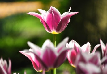 Fototapeta na wymiar The Open Tulip